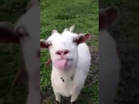 Goat Gif