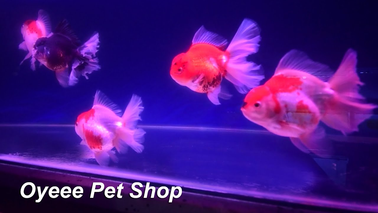 Oyeee Pet Shop Tour