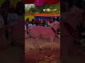 नागिन 🐍 horse ka jordra dance 💃#horse #dance #song #love #lover #horsecare #horselove