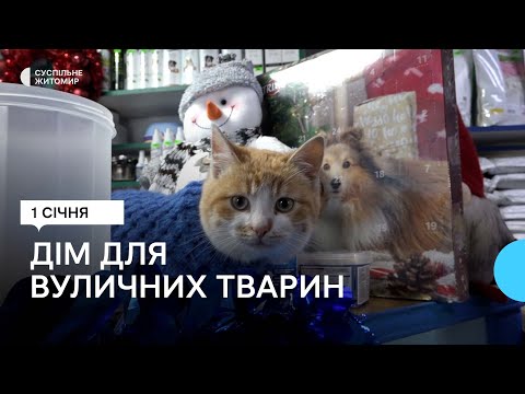 На Житомирщині ветаптека стала домом для вуличних тварин, яких там лікують та підгодовують