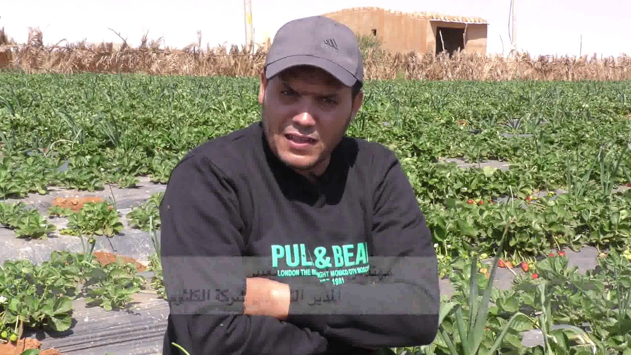 برنامج سنابل زراعة وفلاحة محصول الفراولة في السودان مع شركة الكلثوم