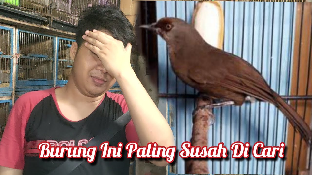 BURUNG ENDEMIK JAWA BARAT YANG SANGAT UNIK 