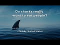 Do sharks really want to eat people?