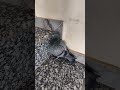 Pigeon Sound Effects