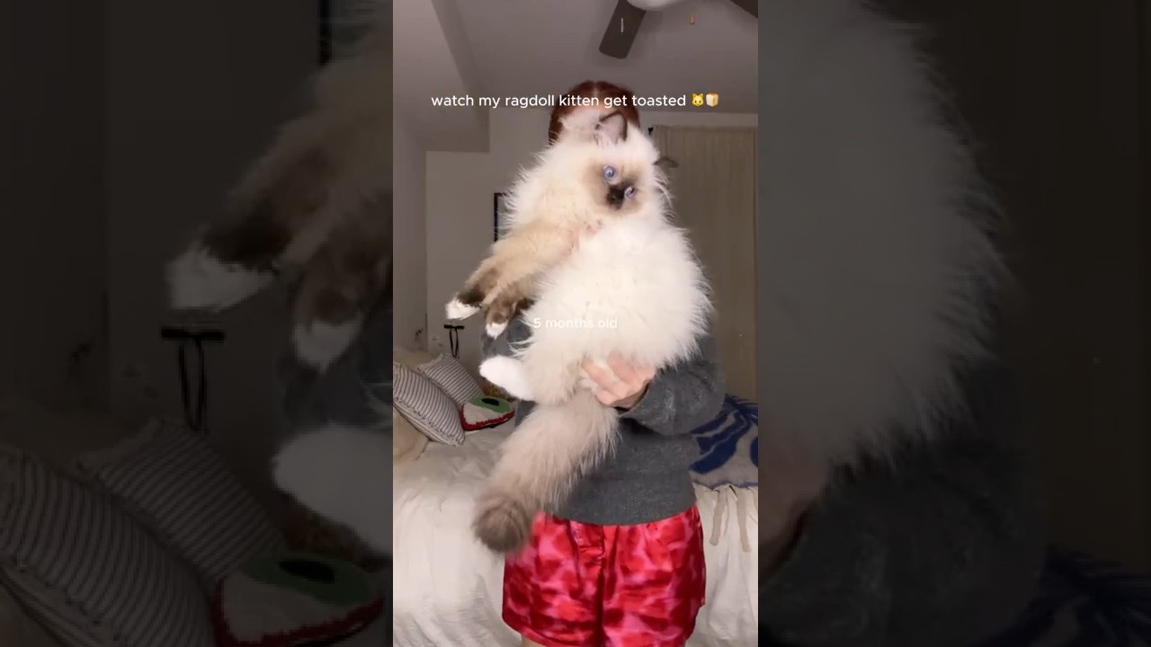 СМОТРИТЕ, КАК РАСТЁТ МОЙ КОТЁНОК 😭🐱🥺 Превращение кошки-рэгдолла в годовалого кота