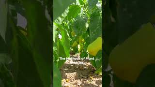 Plant Breeding: From Tradition to Innovation