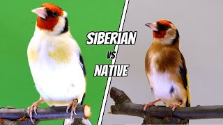 Siberian vs European Goldfinch Comparison