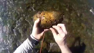 Pêche à la Mouche sur l'Aude