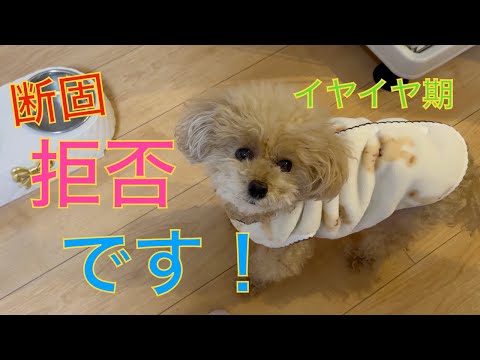 【イヤイヤ期】心臓病トイプードルの食生活はグルテンフリーだった!全部食べたらご褒美がもらえて超ご機嫌