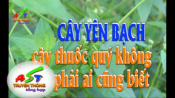 Yên bạch, cây thuốc quý không phải ai cũng biết