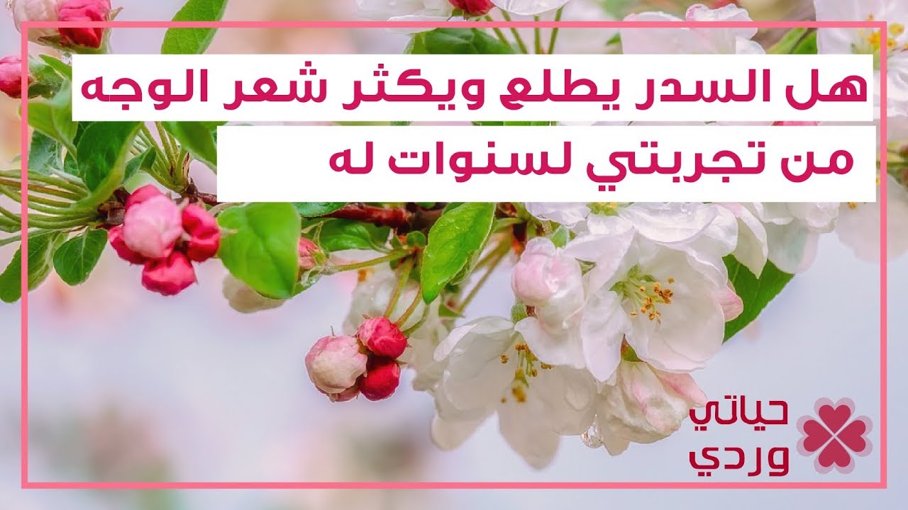 هل السدر يطلع ويكثر شعر الوجه من تجربتي لسنوات له Youtube