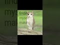 meowl