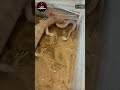 أغرب مواجهة بين الورل الصحراوى والأفعى المقرنة Shorts Viral Animals 