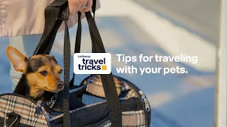 Traveling With Pets Cabin Vs Hold, Prep Checklist Lufthansa Travel Tips