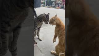 Two Cats Hiss and Yowl Face to Face Then Fight