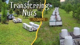 Transferring 5 Frame Nucs to Deeps