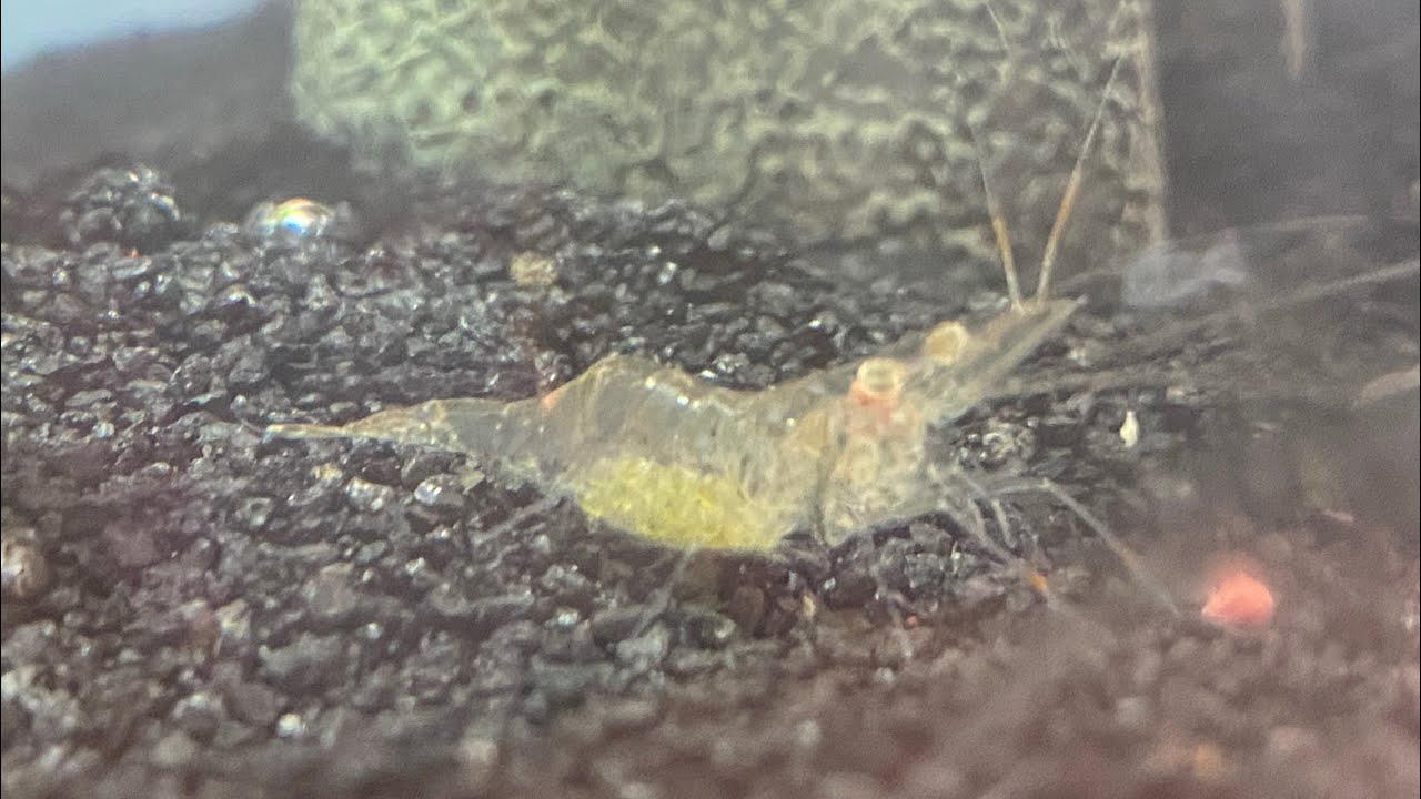 Ghost Shrimp Fans Her Babies YouTube ghost-shrimp-fans-her-babies-youtube
