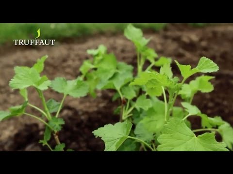 Comment planter la