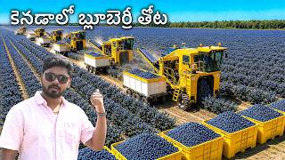 Canada’s Blueberry Harvest – How Farmers Produce 346 Million Pounds a Year