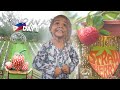 DREAM STRAWBERRY FARM Mindanao PHILIPPINES Part 1 | Taglucop