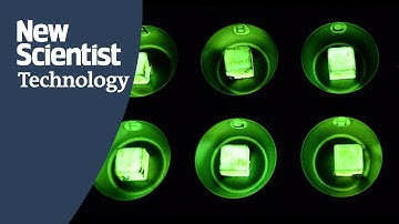 Biohybrid wood can glow in the dark thanks to a parasitic honey fungus