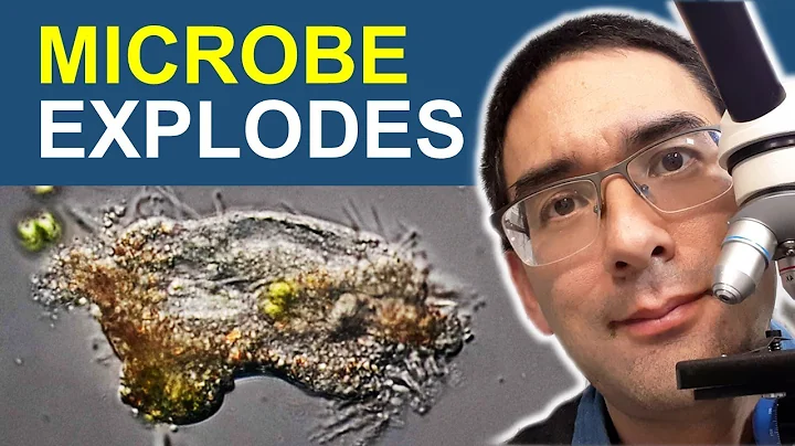 This microbe explodes