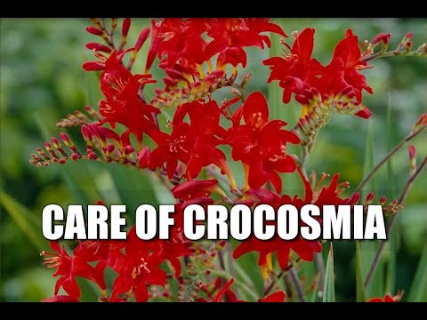 Video: Crocosmia (montbrecia) (47 Foto): Mbjellja Dhe Kujdesi Për Gladiolët Shumëvjeçare Japoneze Në Kopsht. 