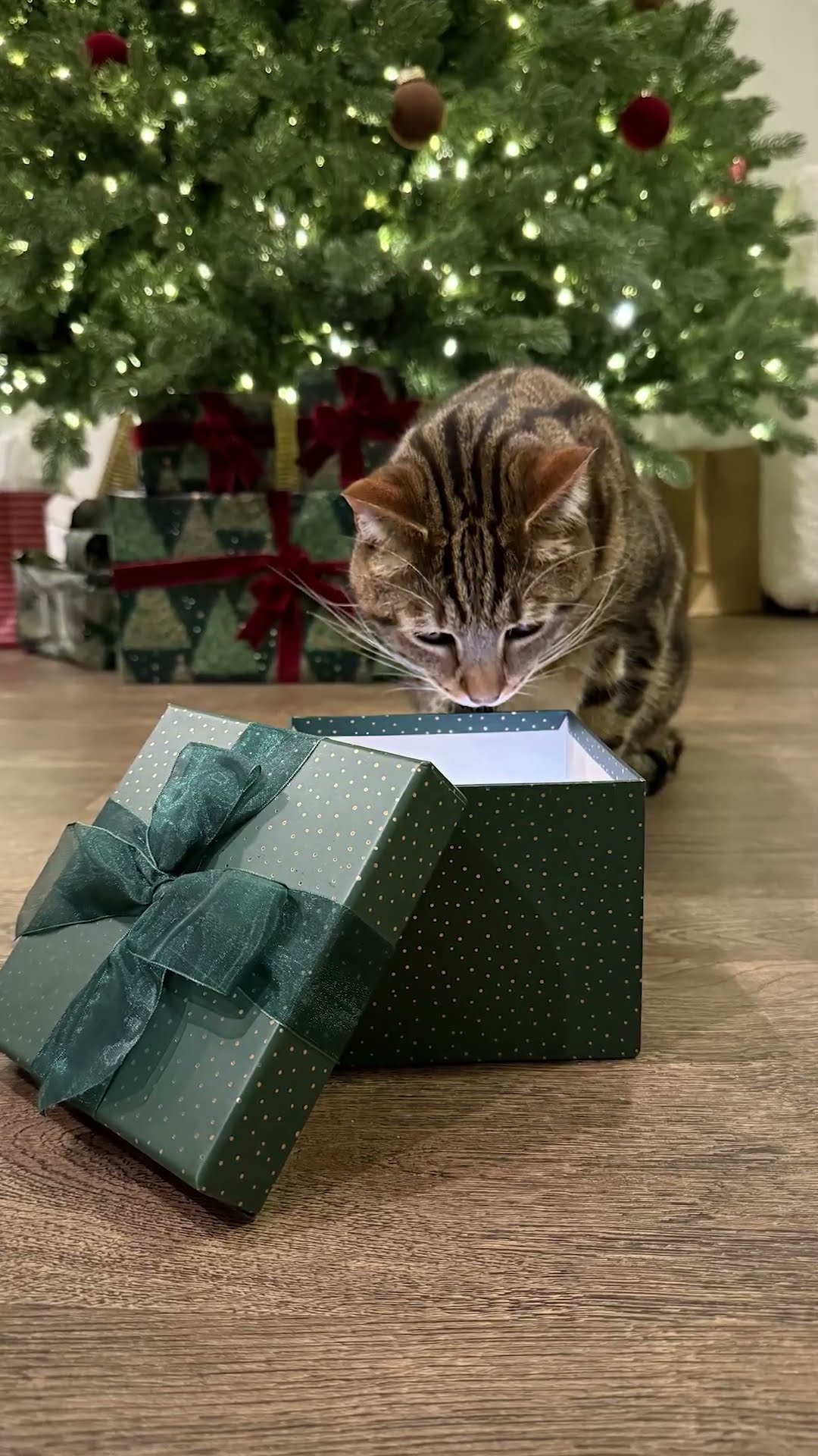 An Easy Holiday Pet Photoshoot Idea | The Pack