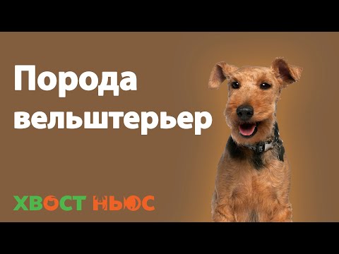 Все о породе вельштерьер