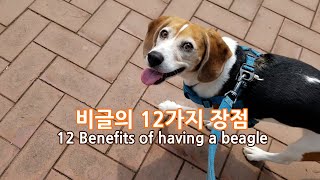 비글을 길러보니...비글의  장점 12가지(12 Benefits of Having a Beagle)
