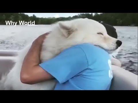 Vídeo: Os Animais Experimentam O Amor Verdadeiro?