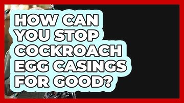 How Can You Stop Cockroach Egg Casings For Good? - Insects and Invaders