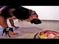 Pitbull Mix eating raw beef tail and chicken