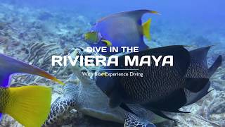 Blue Experience Diving