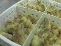COK Investigation at a North Carolina Turkey Hatchery