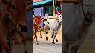 reklarace #mattuvandi #bullrace #horseracing #manjuvirattu #nattumadu #kanyakumari #jallikattu