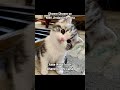 Funny Reels #beauty #memes #relatable #aesthetic #trending #viral #catmemes #funny #tweetreels #cat