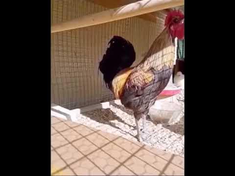пітух - YouTube