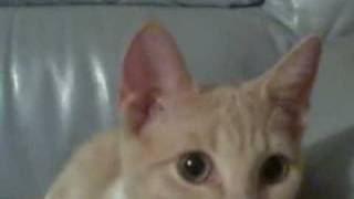 Katmovie