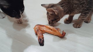 Hungry kittens fighting for food || Cats fighting over food