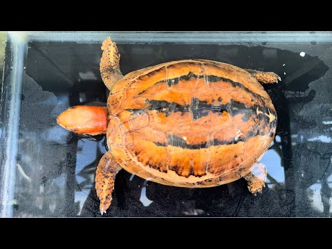 バカラ　亀　オレンジ色 Pogona Kawai's Animal Radio: Extra Edition - Talking Turtles Part