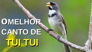 O MELHOR CANTO DE COLEIRO TUI TUI ZEL ZEL POR 10 HORAS