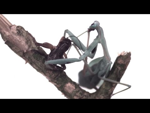 Praying Mantis Attack In Slow Motion | BBC Earth