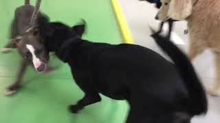 Pit Bull vs Lab Mix