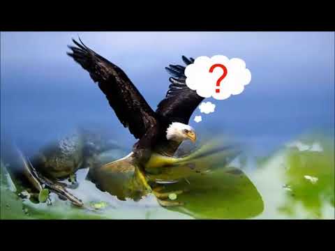 Gonzaguinha - Lindo lago do amor (español)