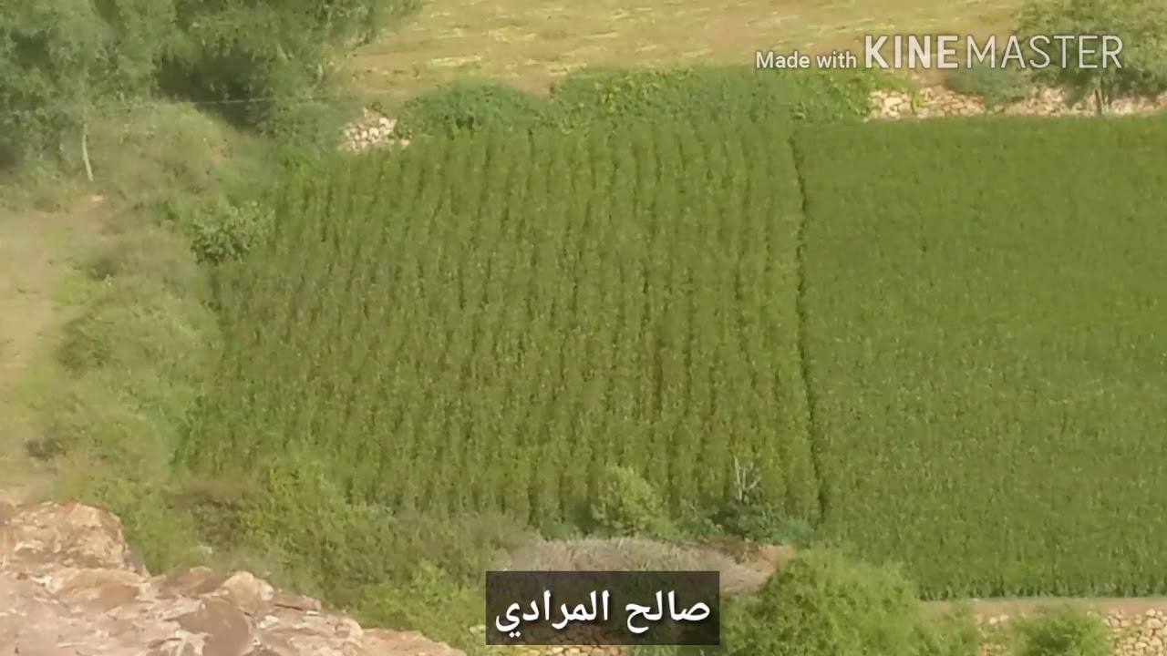 حبك صار بي متمكن بل محفور في وجداني/ جبل حرير الشامخ 7/2020م