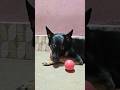 😂Wait for end😂 #funny #dog #comedy #shorts #trending
