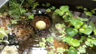 ソーラーポンプ買ってみました