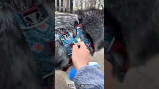 I Put a Kid's Smartwatch on My Husky to See Where He Goes! 🐕