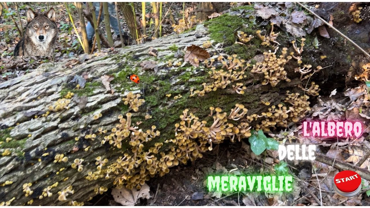 Funghi Chiodini.. Novembre pazzo!!! L'albero delle meraviglie armillaria mellea 2022. Luca Corbara